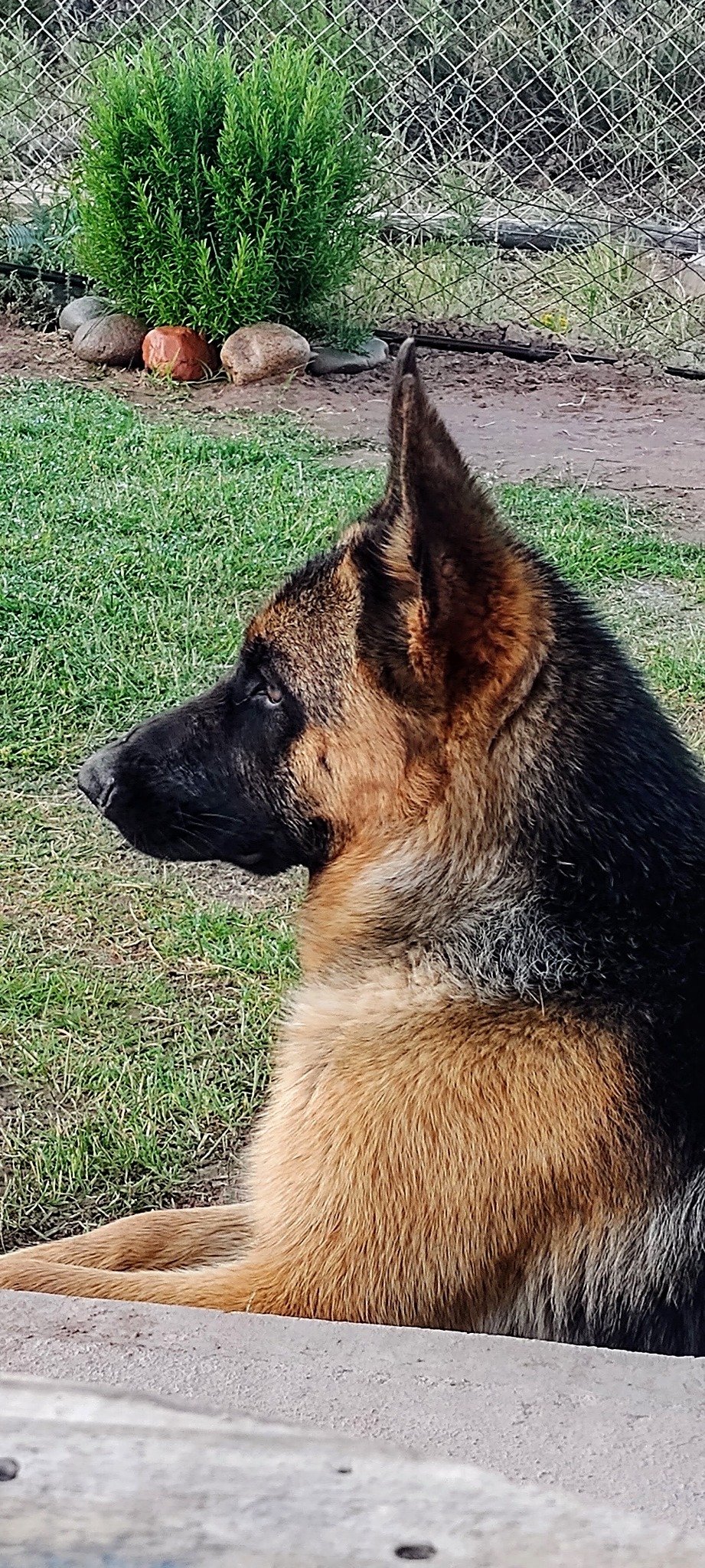 Retrato de perfil de Lagherta